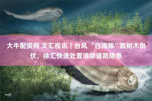 大牛配资网 文汇视讯｜台风 “白海豚”致树木倒伏，徐汇快速处置消除道路隐患